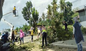 pohon-tebang