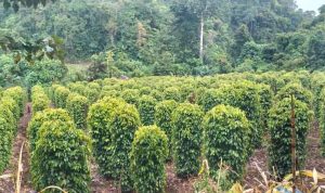 kebun-merica