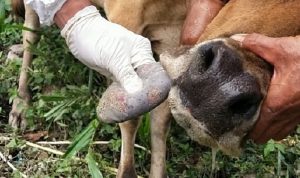 kuku-sapi-penyakit