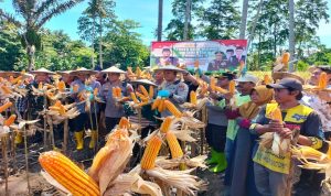 panen-raya-kolut