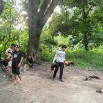 sabung-ayam